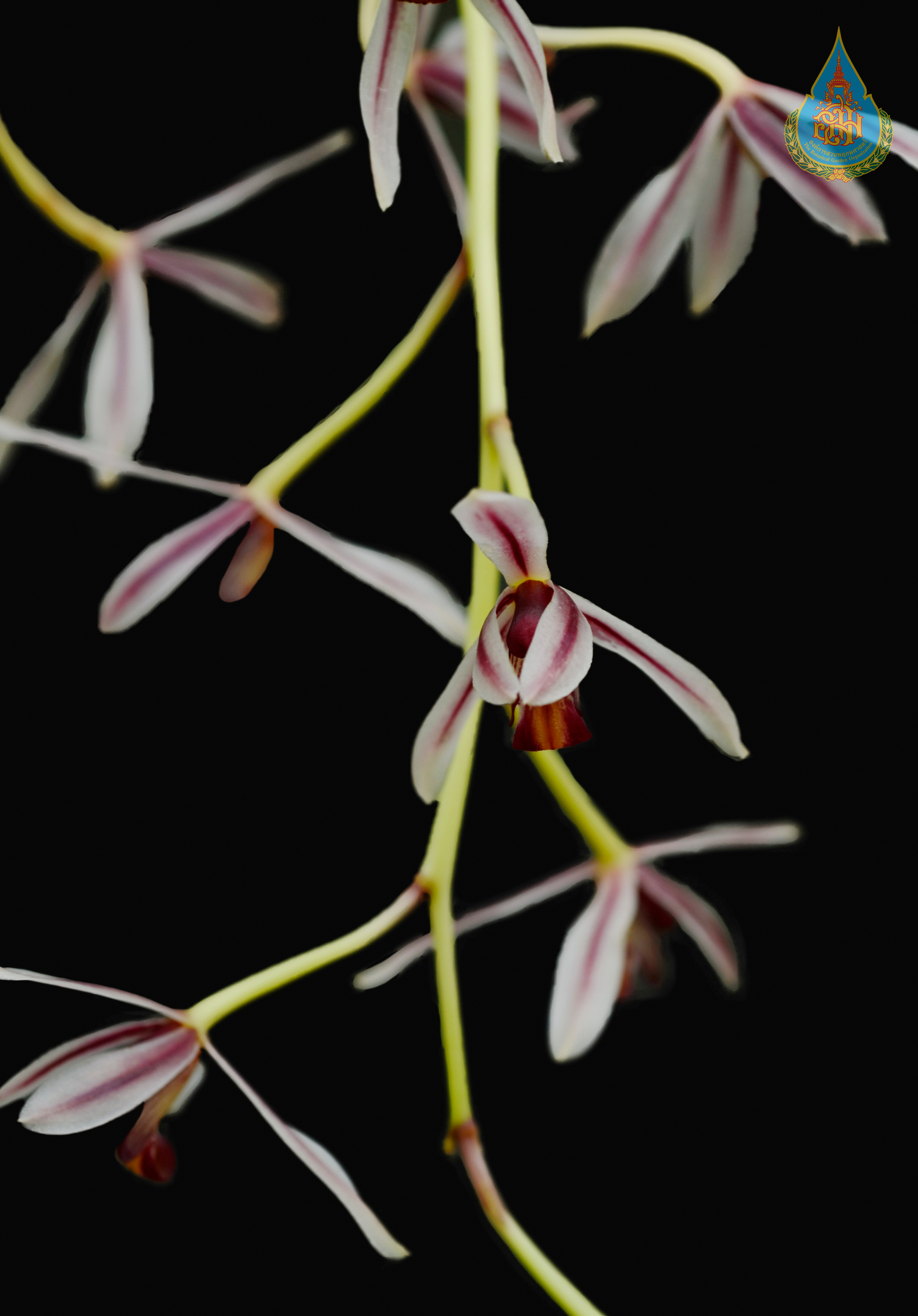 กะเรกะร่อนเขา Cymbidium dayanum Rchb.f.<br/>ORCHIDACEAE